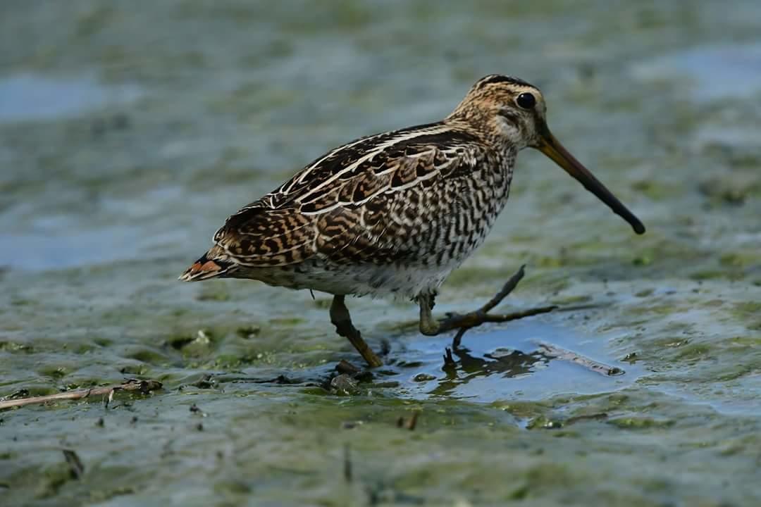 Apartamento Water Bird Family Toucheng Exterior foto